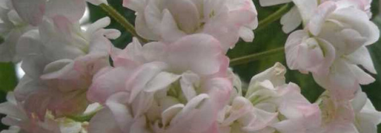 Пеларгония розебудная Prins Nikolai - гид по уходу за этим роскошным растением