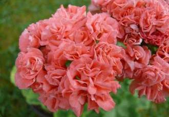 Пеларгония shelk moira - идеальное растение для создания уюта и благоухания в интерьере