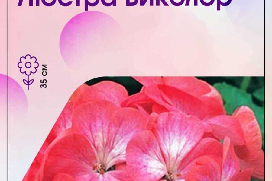 Пеларгония зональная люстра скарлет |Пеларгония зональная люстра ...