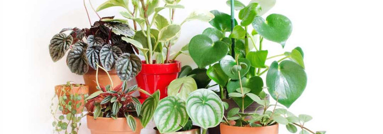 Правила ухода за пеперомией - подсказки и советы для успешного выращивания растения в домашних условиях