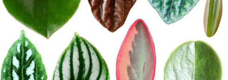 Пеперомия - виды, фото и названия – узнайте все о разнообразии и красоте этого растения!