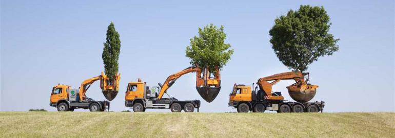 Пересадка больших деревьев - технологии, советы и особенности