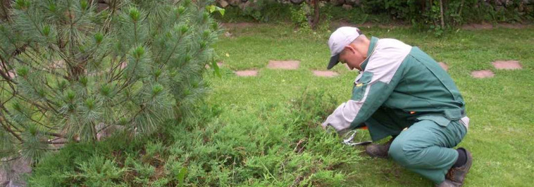 Насыщенные осенние оттенки - продлите жизнь вашего сада простой и эффективной пересадкой хвойников