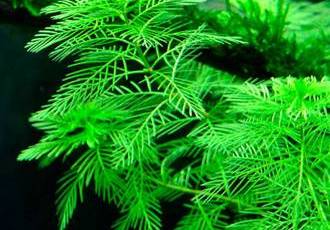 Перистолистник - аквариумное растение с прекрасными листьями и важной ролью в поддержании биологического баланса аквариума