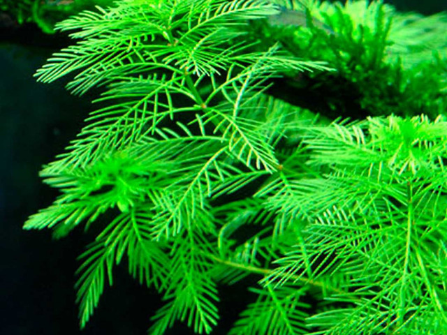 Перистолистник - аквариумное растение с прекрасными листьями и важной ролью в поддержании биологического баланса аквариума