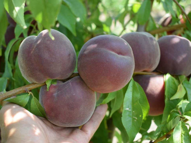 Персик рубиновый принц - король фруктов и его незаменимая роль в здоровом питании