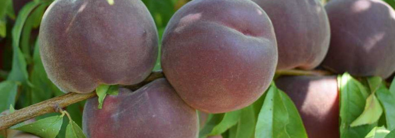 Персик рубиновый принц - король фруктов и его незаменимая роль в здоровом питании