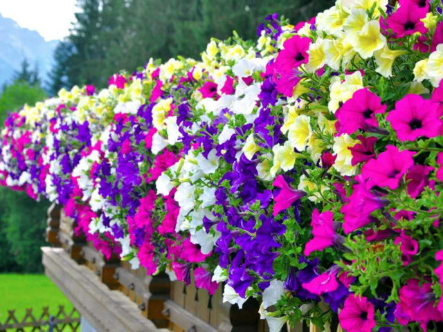 Петунья — невероятно красивый и разнообразный цветок, популярный среди садоводов и декораторов, секреты выращивания и ухода