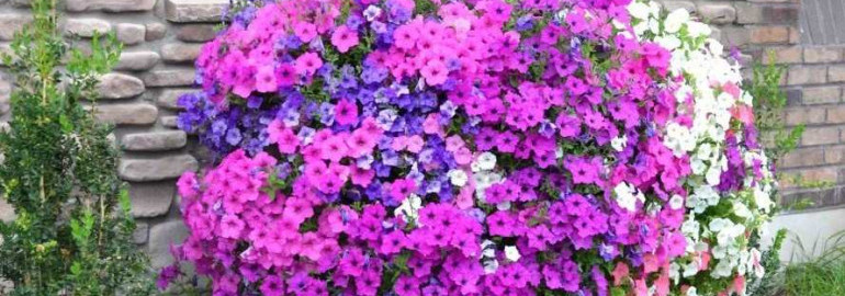 Роскошная красота цветочных композиций из петуньи в фотоальбоме - приглашаем на виртуальную прогулку по блистательным клумбам