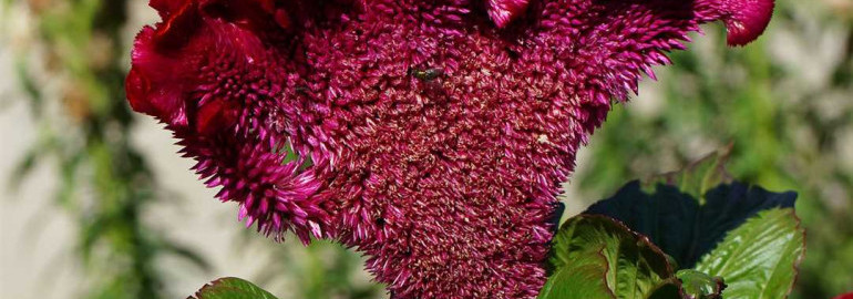 Петушиный гребешок цветок - красота и символика в природе