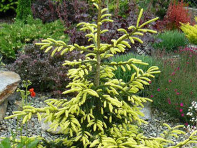 Растение Пицея ориенталис ауреоспиката - описание, уход и особенности. Все, что нужно знать