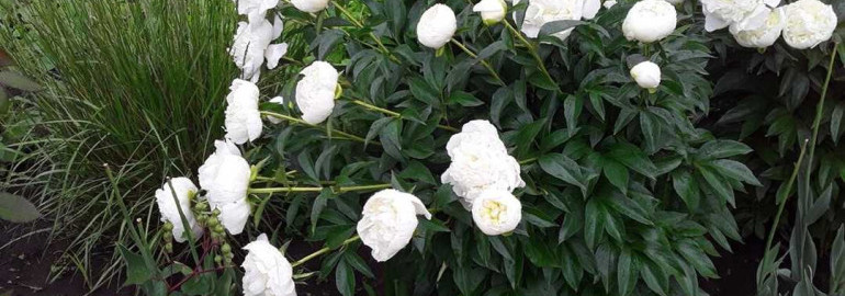 Пион дюшес де немур - культурное наследие и неповторимая красота этого удивительного цветка