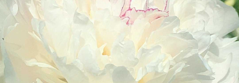 "Пион Фестива Максима" - яркий и масштабный праздник красоты, аромата и любви к роскошному цветку