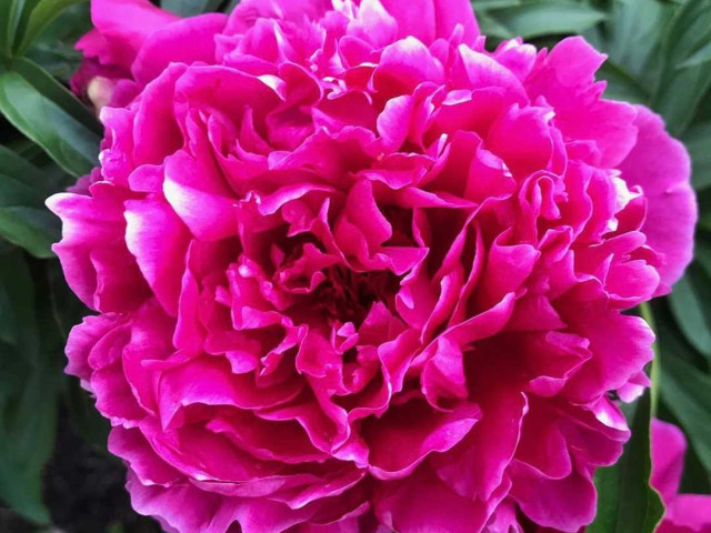 Пион Карл Розенфельд - необыкновенный и красочный цветок с богатой историей