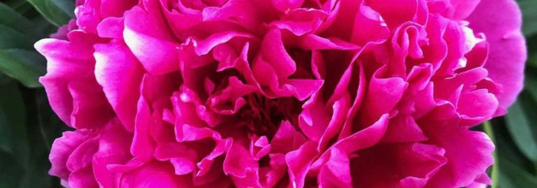 Пион Карл Розенфельд - необыкновенный и красочный цветок с богатой историей