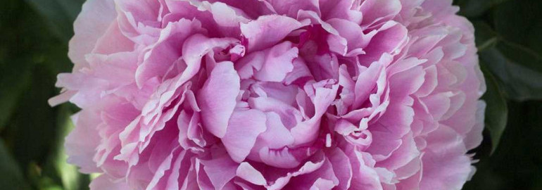 Пион сара бернар - настоящее воплощение красоты и изысканности садового цветка