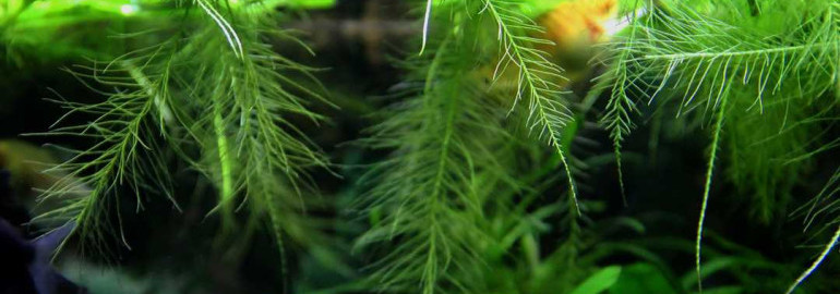 Пистия – таинственное и живописное аквариумное растение - исследуем его происхождение, особенности и способы ухода