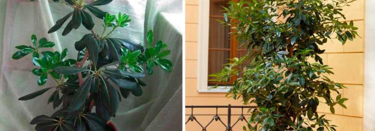 Питтоспорум - как правильно ухаживать за этим растением в домашних условиях, секреты эффективного ухода и советы профессионалов