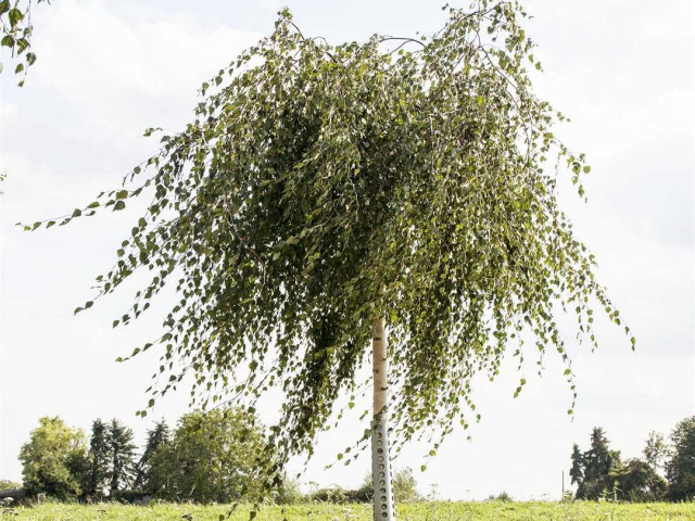Фото плакучей березы - прекрасное дерево с изящными побегами и грациозными ветвями