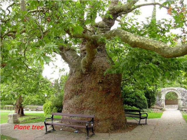 Платан - мощное дерево с широкими ветвями, крупными листьями и потрясающей красотой в каждом сезоне