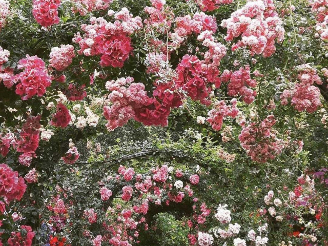 Плетистая роза для сада - розовый рай в вашем саду с плетистой розой "Роуз Гарден"