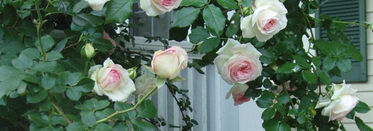Прекрасные плетистые розы - фото и названия сортов для создания волшебного сада