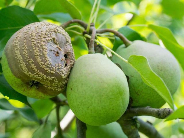 Плодовая гниль яблони - как справиться с ней и спасти урожай