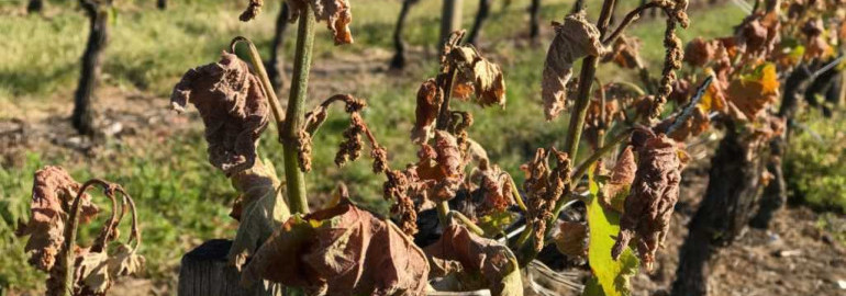 Как исправить проблемы с ростом винограда и достичь обильного урожая без использования химических удобрений и пестицидов