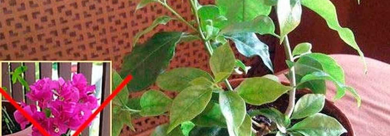 Почему бугенвиллия сбрасывает листья и как сохранить ее здоровье