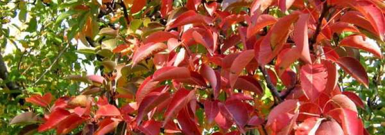 Причины изменения цвета листьев в осеннем сезоне, а также факторы, влияющие на этот процесс