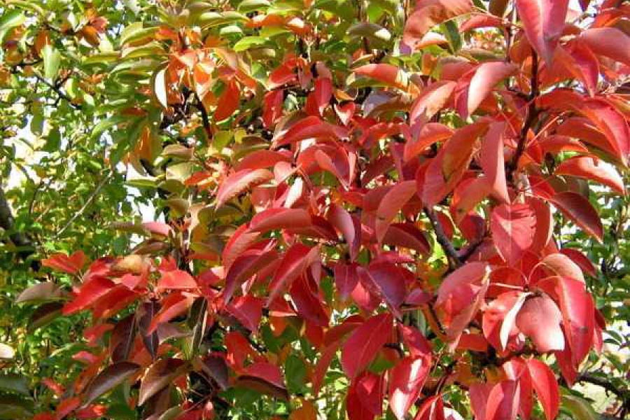 Почему краснеет дерево. Абрикос с красными листьями. Краснеют листья на груше. Груша с красными листьями. Листья абрикоса краснеют.