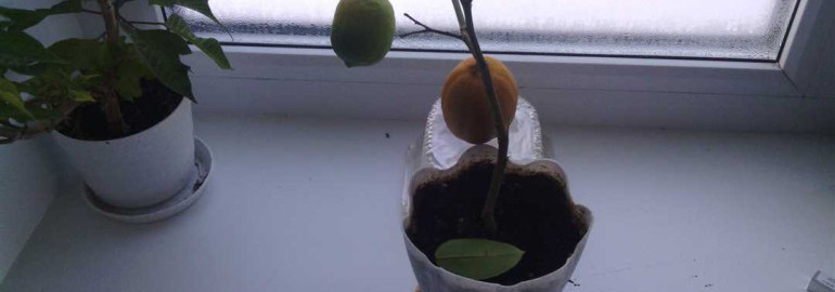 Почему лимон сбрасывает листья и что делать, чтобы спасти растение