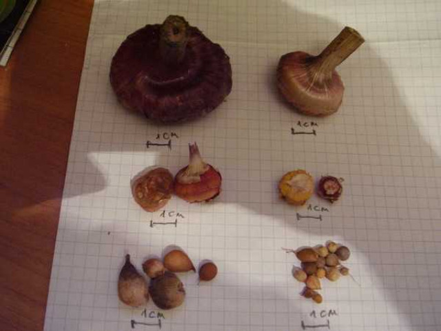 Причины, по которым луковицы гладиолусов имеют мягкую структуру и как это влияет на рост и развитие растения
