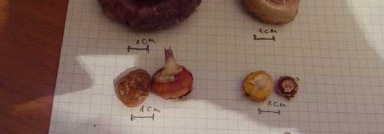 Причины, по которым луковицы гладиолусов имеют мягкую структуру и как это влияет на рост и развитие растения