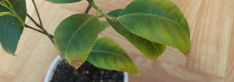Почему мандарин сбрасывает листья - наиболее распространенные причины и способы предотвращения