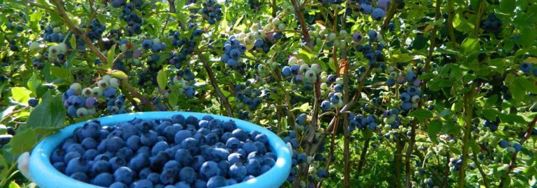 Почему голубика садовая не даёт плодов - возможные причины и способы их решения