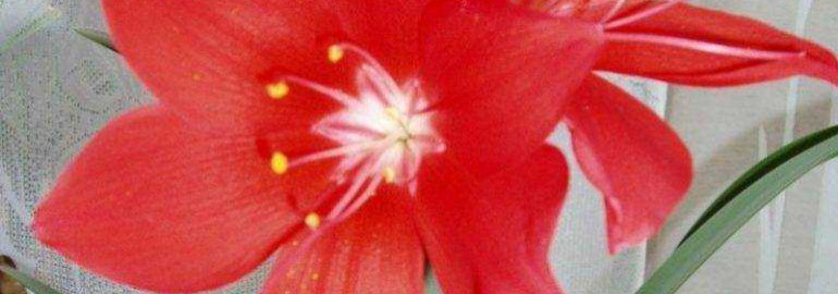 Почему комнатная лилия перестала цвести и как сделать так, чтобы она снова радовала своими яркими цветами
