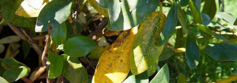 Почему листья рододендрона опадают - причины и способы решения проблемы