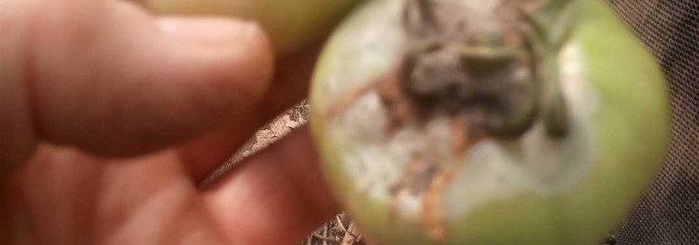 Что приводит к гниению помидоров - главные причины и способы предотвращения