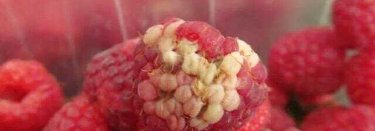 Причины рассыпания ягод малины и методы их решения