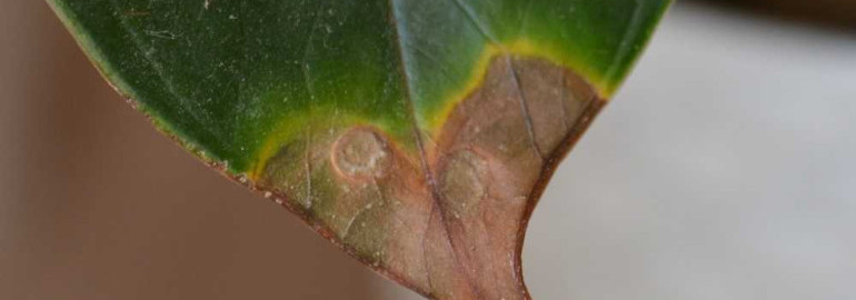 Почему листья растений пересыхают и как этого избежать