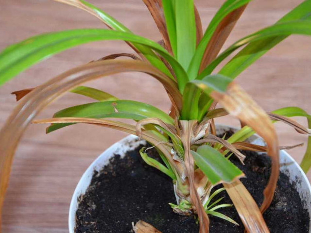 Почему листья у пальмы домашней сохнут и как их спасти - 6 основных причин и эффективные методы ухода