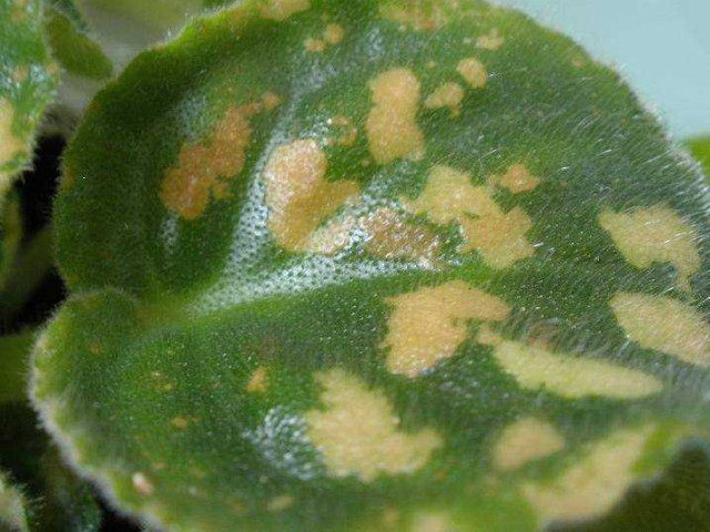 Причины почему у фиалки желтеют листья - рассмотрение основных факторов обесцвечивания и высыхания листвы