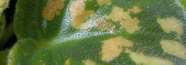 Причины почему у фиалки желтеют листья - рассмотрение основных факторов обесцвечивания и высыхания листвы