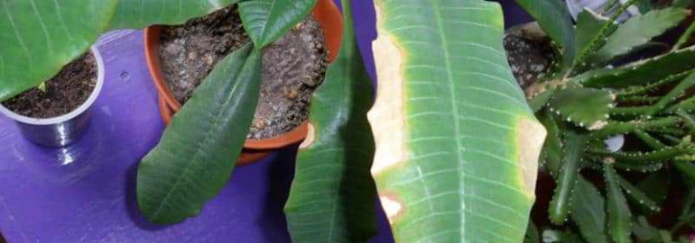 Почему листья у молочая желтеют и опадают - основные причины и способы предотвращения