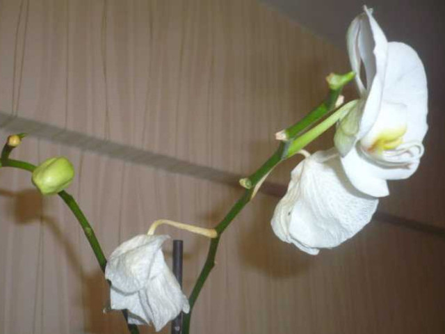 Почему у орхидеи опадают нераспустившиеся бутоны - причины и способы предотвращения
