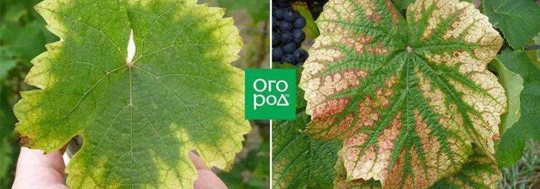 Почему листья винограда начинают желтеть и как справиться с этой проблемой
