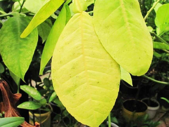 Почему листья лимона комнатного теряют свежий цвет и желтеют - причины и способы борьбы