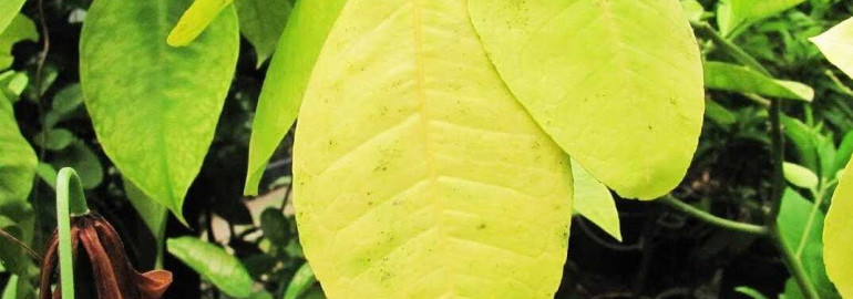 Почему листья лимона комнатного теряют свежий цвет и желтеют - причины и способы борьбы