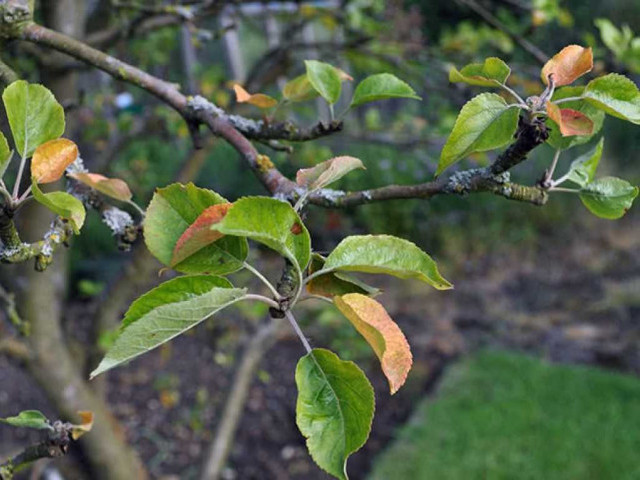 Причины желтения листьев у яблони и способы их предотвращения
